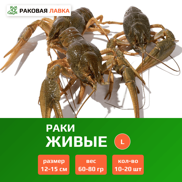 Живые раки L