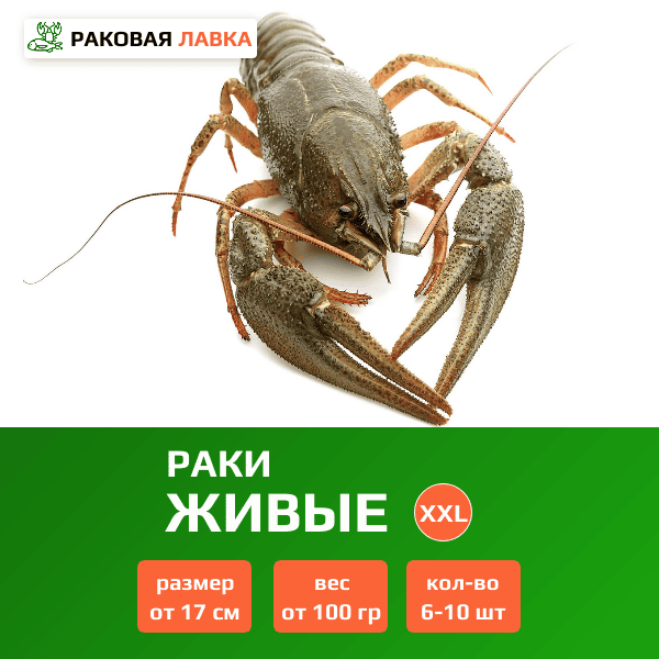 Живые раки XXL