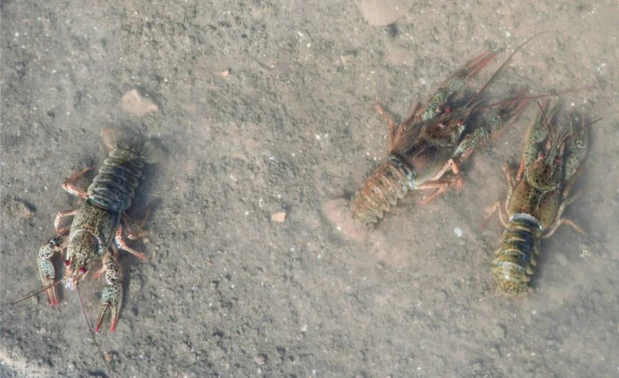 raki-i-ekologiya-kak-zagryaznenie-vody-vliyaet-na-populyaciyu raki-i-ekologiya-kak-zagryaznenie-vody-vliyaet-na-populyaciyu