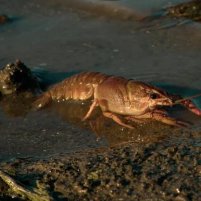 Раки и экология