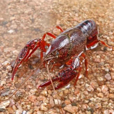 Разновидности раков