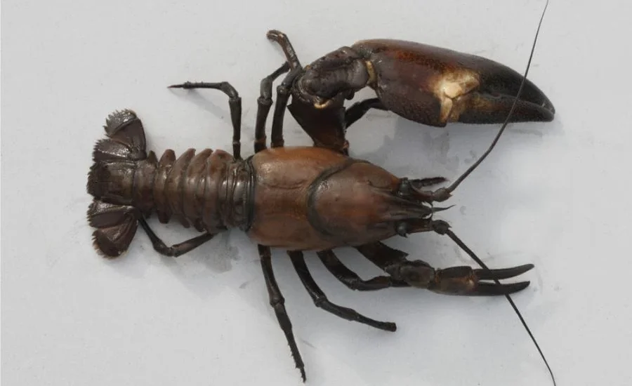 raznovidnosti-rakov-otlichiya-sreda-obitaniya-opisanie raznovidnosti-rakov-otlichiya-sreda-obitaniya-opisanie