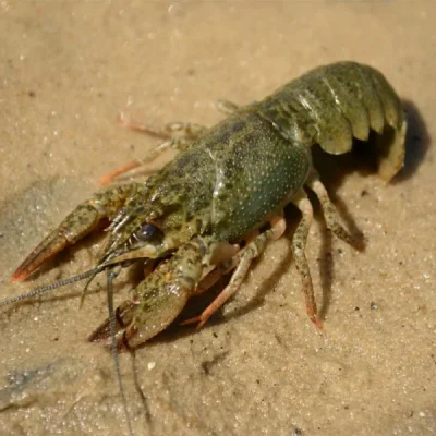 Среда обитания раков