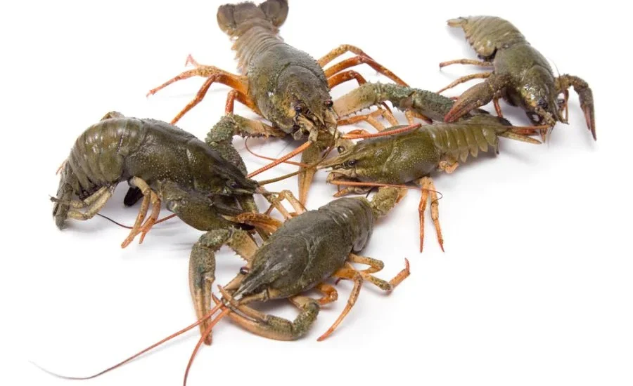 sreda-obitaniya-rakov-gde-oni-zhivut-i-chem-pitayutsya