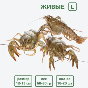Раки живые L (60-80 гр) с доставкой в Минске