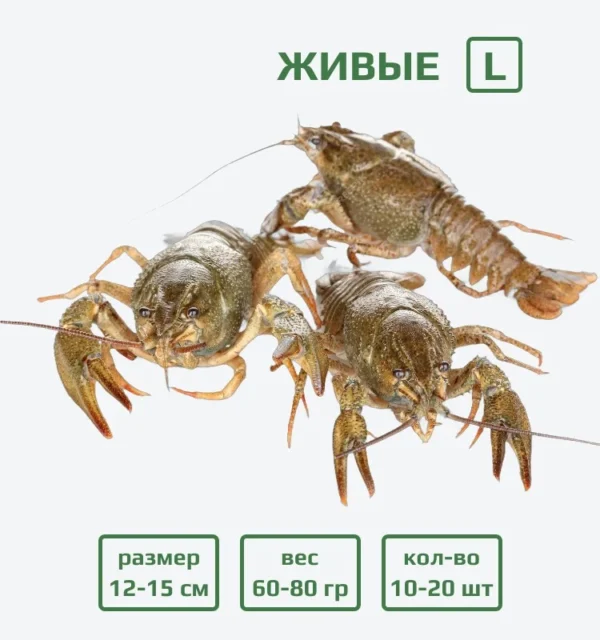 Раки живые L (60-80 гр) с доставкой в Минске