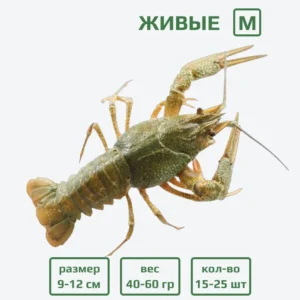 Раки живые M (40-60 гр) с доставкой в Минске