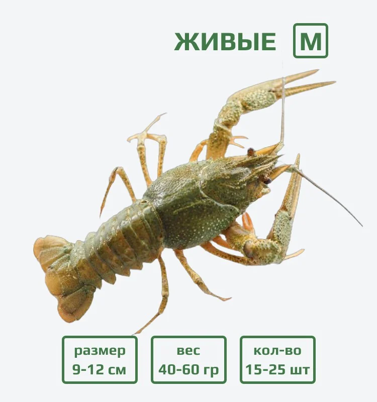 Раки живые M