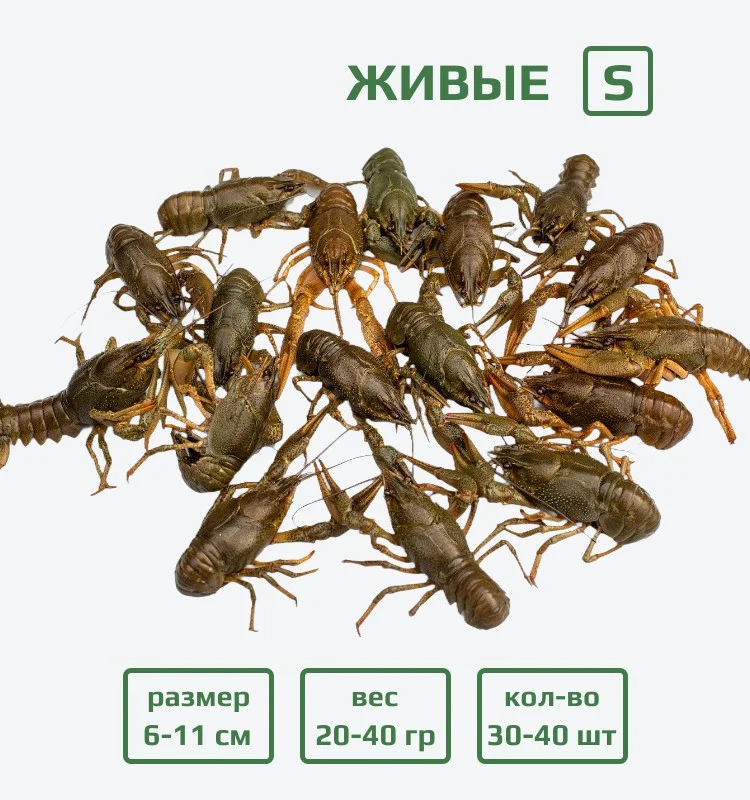 Раки живые S