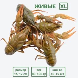 Раки живые XL (80-100 гр) с доставкой в Минске