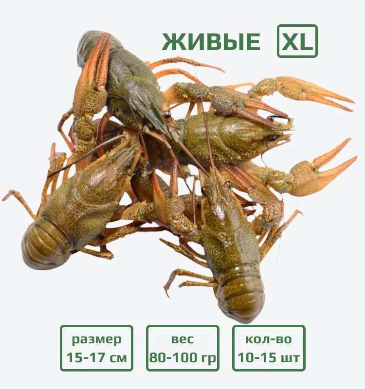 Раки живые XL