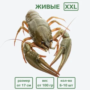 Раки живые XXL (100+ гр) с доставкой в Минске