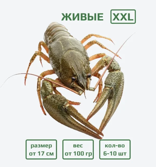 Раки живые XXL (100+ гр) с доставкой в Минске