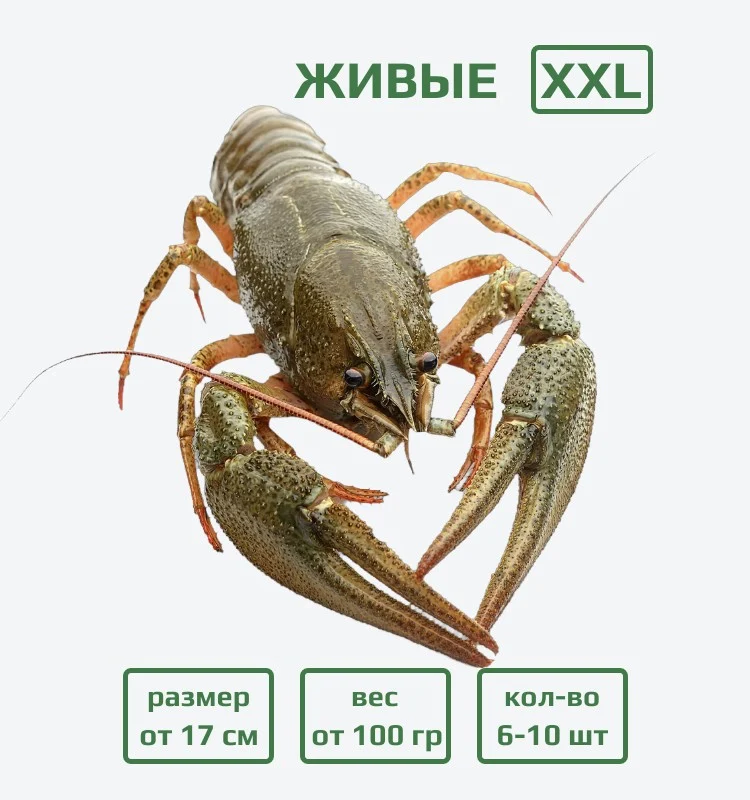 Раки живые XXL