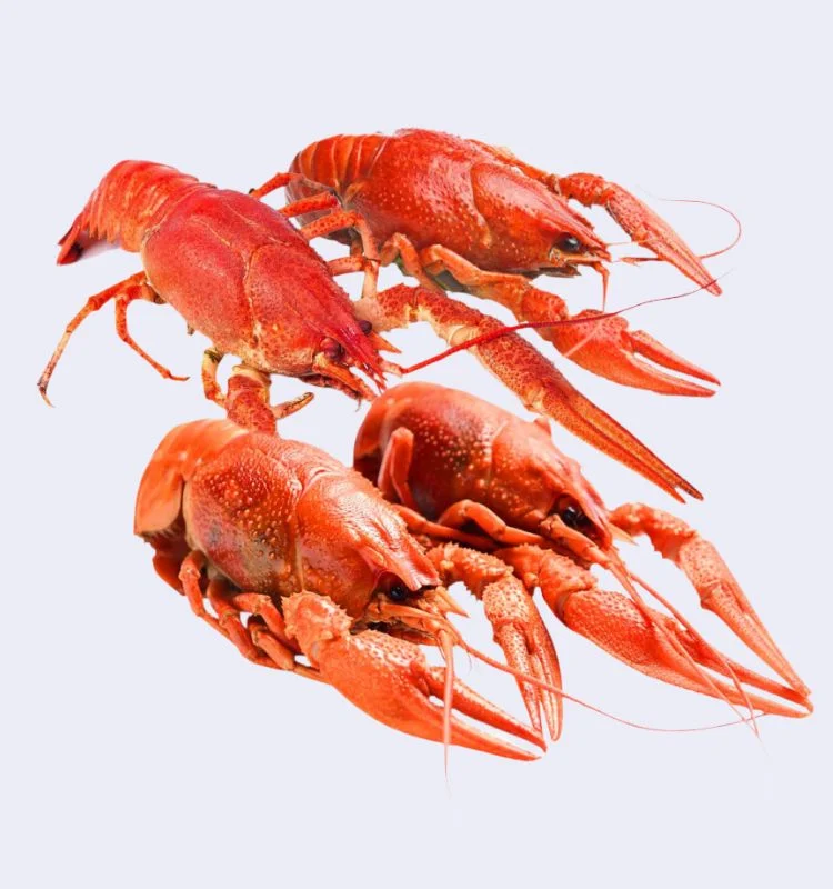 Раки вареные L 2 Раки вареные L (60-80 г) с доставкой в Минске — изображение 2
