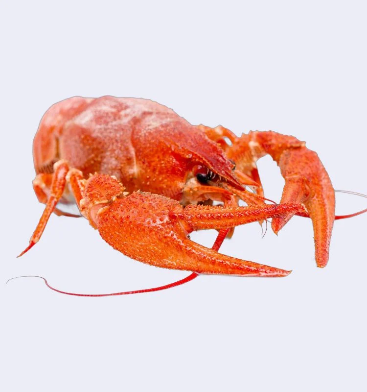 Раки вареные S 4 Раки вареные S (20-40 гр) с доставкой в Минске — изображение 4