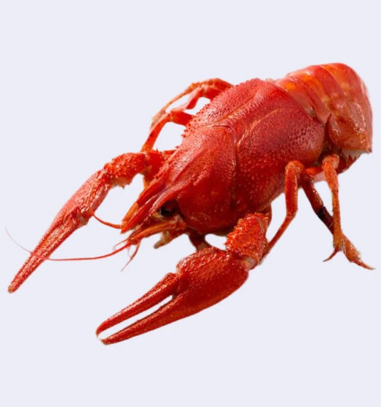 Раки вареные S 3 Раки вареные S (20-40 гр) с доставкой в Минске — изображение 3