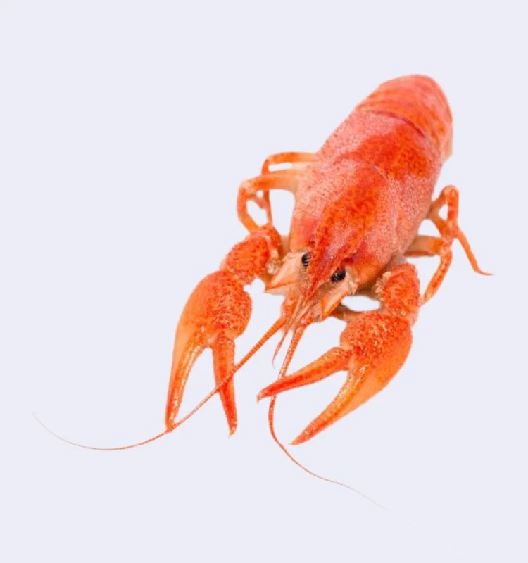 Раки вареные S 2 Раки вареные S (20-40 гр) с доставкой в Минске — изображение 2