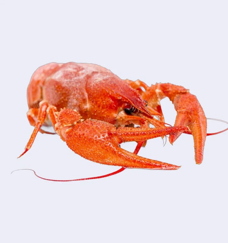 Вареные раки XXL 4 Раки вареные XXL (100+ гр) с доставкой в Минске — изображение 4