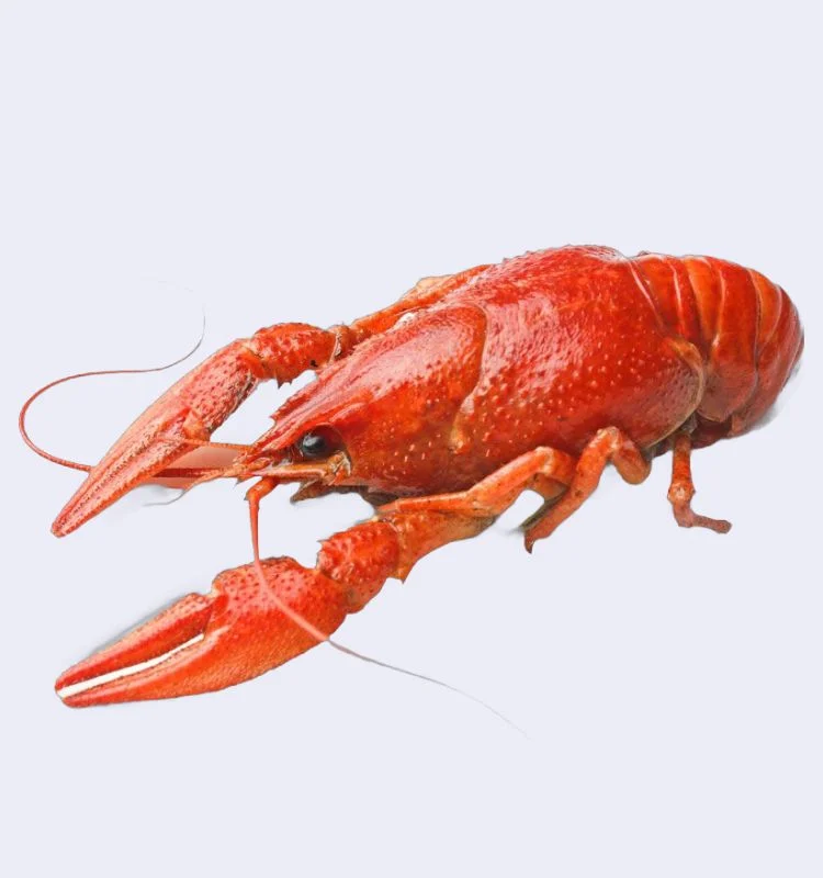 Вареные раки XXL 3 Раки вареные XXL (100+ гр) с доставкой в Минске — изображение 3