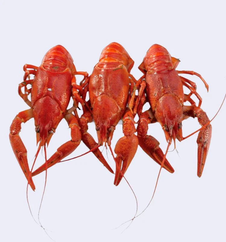 Вареные раки XXL 2 Раки вареные XXL (100+ гр) с доставкой в Минске — изображение 2