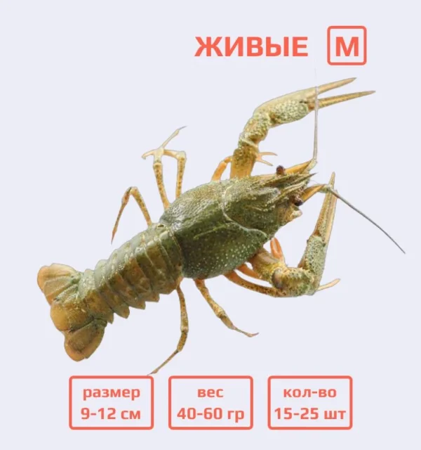 Раки живые M (40-60 гр) с доставкой в Минске — изображение 4